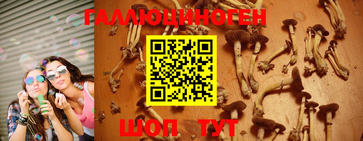 Галлюциногенные грибы Psilocybe  Тайшет 