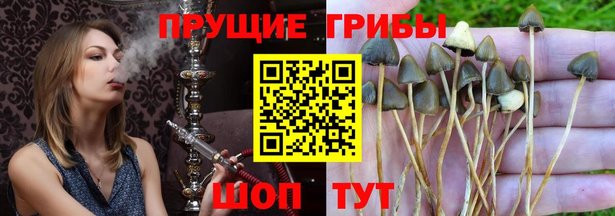 Галлюциногенные грибы мицелий Тайшет